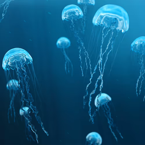 jellyfish