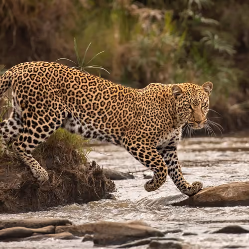 Jaguar
