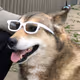 CryptoDog