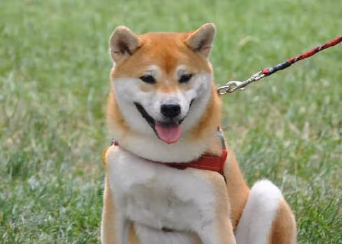Shiba base