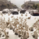 The Great Bunni Migration Twitter Header NFT