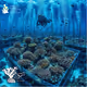 Marine Coral Nursery in the Mexican Caribbean #2