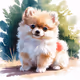 Pomeranian #18
