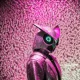 Cyber Owls