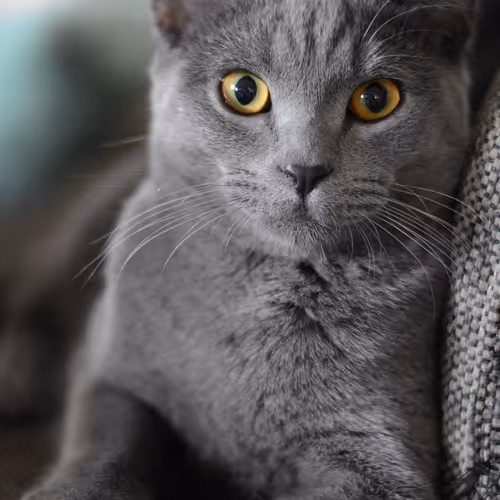 gray cat