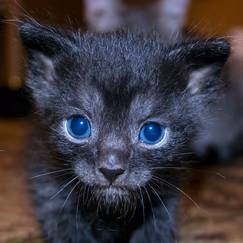 kitty
