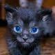 kitty