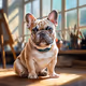 French Bulldog #16