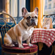 French Bulldog #5