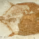 Unknown