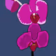 orchid 1