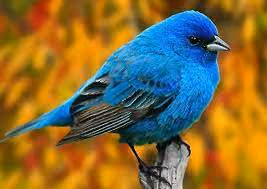 BlBird