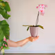 Orchid Collection