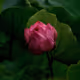 pink flower