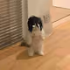Kater