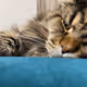 maincoon