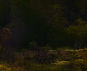 random-bush