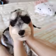 head dog