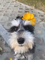 my dog - hMEFFu0vTR