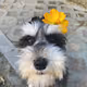 my dog - hMEFFu0vTR