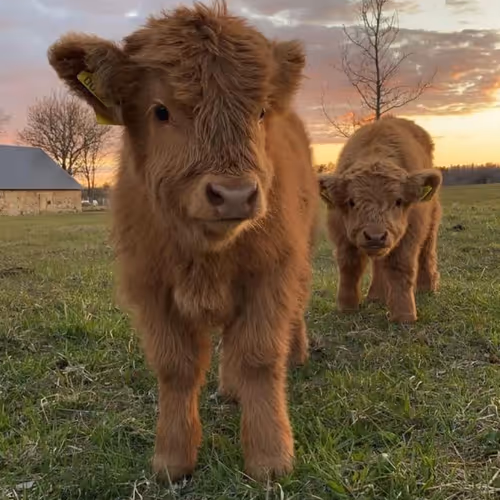 little cows