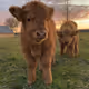 little cows