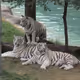Arb