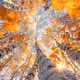 Sunset Bloom