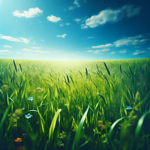 Grass