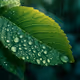 A green leaf after the rain