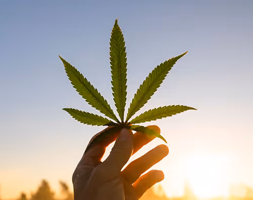 Cannabis