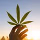 Cannabis