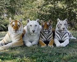Tiger Family