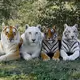 Tiger Family