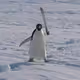 Pengu