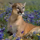 Animal 11