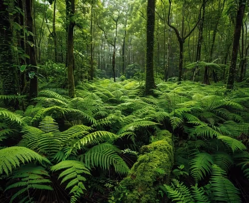 A dense forest of pine trees