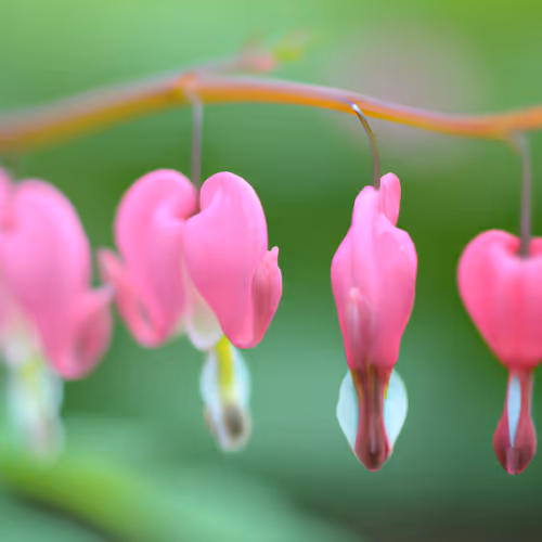 bleeding heart