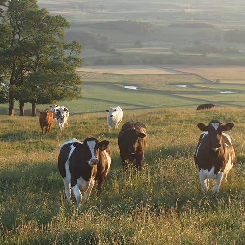 cows in the field