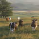 cows in the field