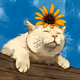 Cat and sunflower