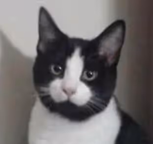 Cock Cat
