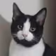 Cock Cat