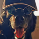 DOGS