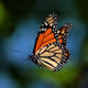 Butterfly Monarchs