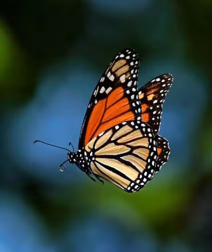 Butterfly Monarchs