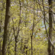 Scarlet Tanager