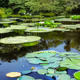 lilyPad