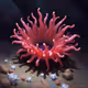 Anemone Alliance