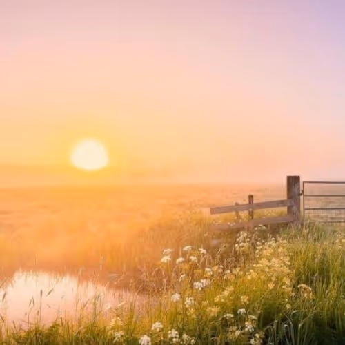#sun #meadow